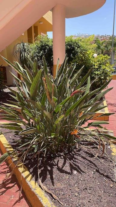 Costa Adeje, 2 Bedrooms Apartment Exteriör bild